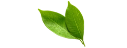 Green Tea Extract (Camellia sinensis)